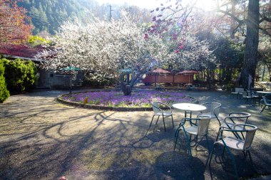 Erik çiçeği ağaç bahçe