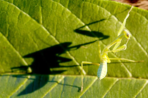 Green praying mantis — Stock Photo, Image