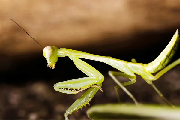 Mantis religiosa verde — Foto de Stock