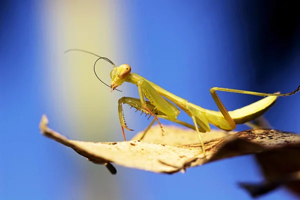 Groene praying mantis — Stockfoto