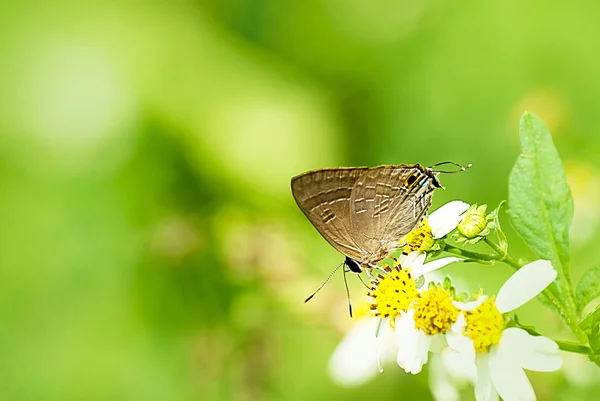 Vlinder — Stockfoto