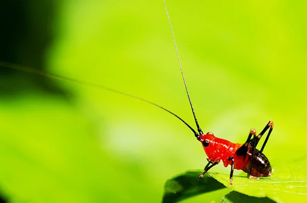 Larva di cavalletta — Foto Stock