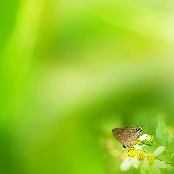 Schmetterling — Stockfoto