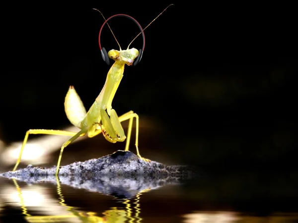 Mantis listando música — Fotografia de Stock