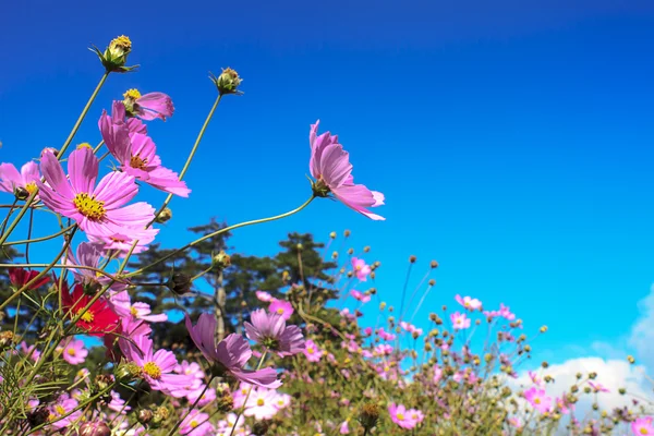 De kosmos bloem — Stockfoto