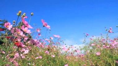 Daisy ve mavi gökyüzü