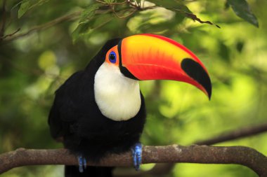 Tukan (ramphastos toco)