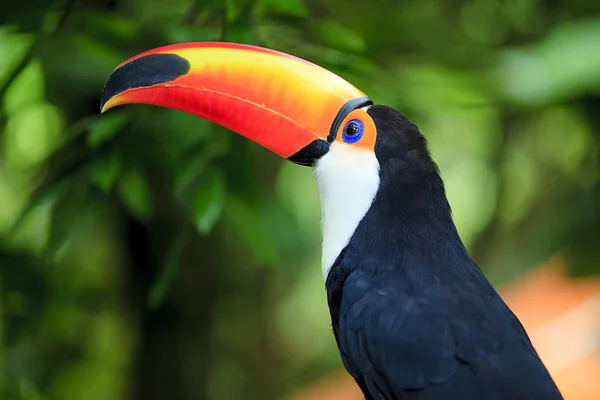 Tukan (ramphastos toco) — Stok fotoğraf