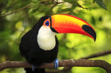 Tukan (ramphastos toco)