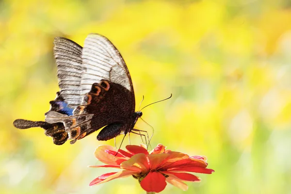 Schmetterlinge fliegen — Stockfoto