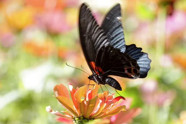 Vlinders vliegen — Stockfoto