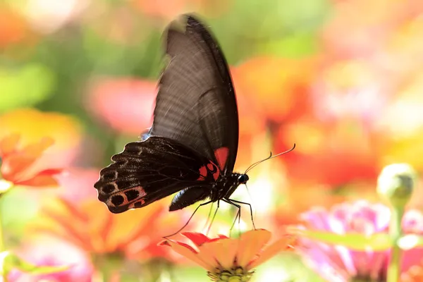 Летящие бабочки — стоковое фото