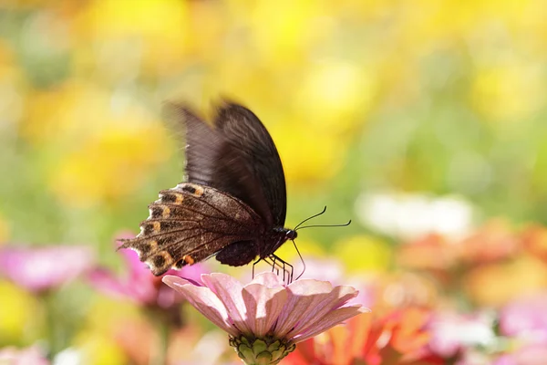 Летящие бабочки — стоковое фото