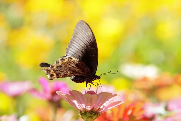 Motyle latające — Zdjęcie stockowe