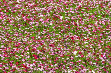 güzel çiçek sınır