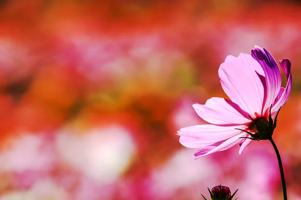 Vackra blommor gränsen — Stockfoto