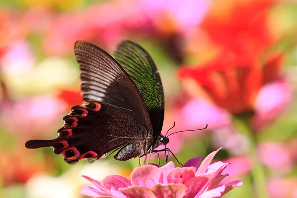 Schmetterlinge fliegen — Stockfoto