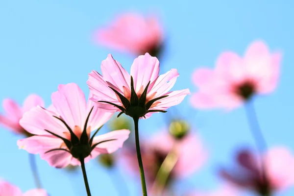 Vackra blommor gränsen — Stockfoto