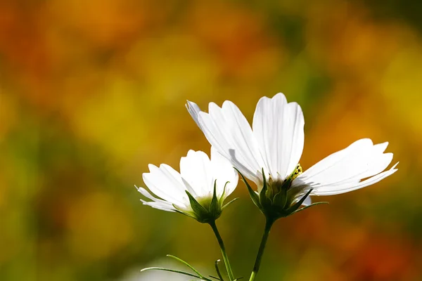 Vackra blommor gränsen — Stockfoto