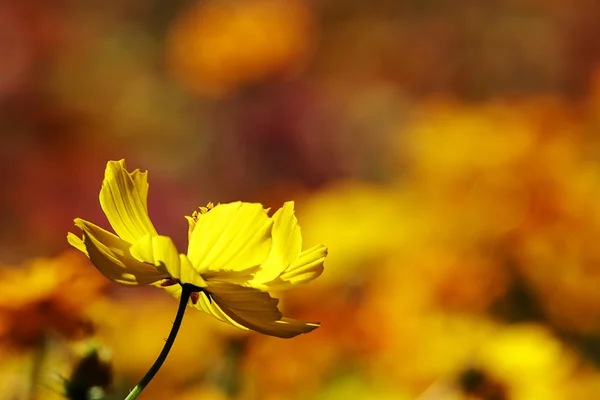 Vackra blommor gränsen — Stockfoto