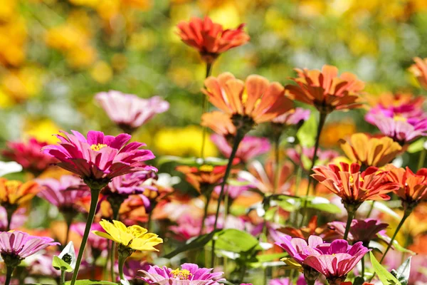 Hermoso borde floral —  Fotos de Stock