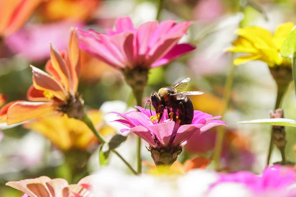 Mooie bloemen grens — Stockfoto