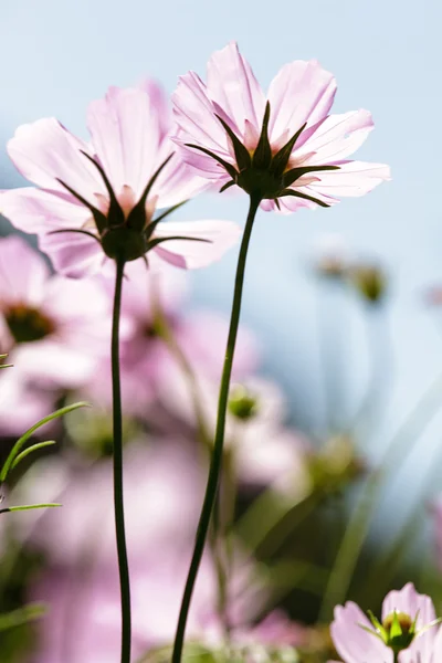 Vackra blommor gränsen — Stockfoto