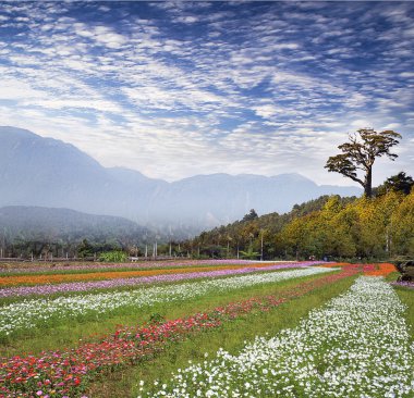 güzel çiçek sınır
