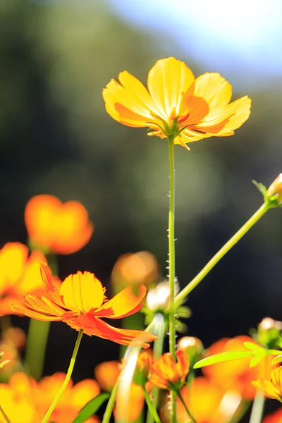 美しい花のボーダー — ストック写真