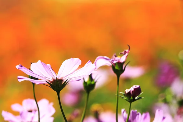 Красивая цветочная граница — стоковое фото
