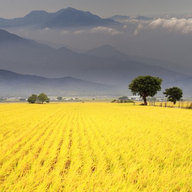 n altında yeşil çiftlik kırsal manzara
