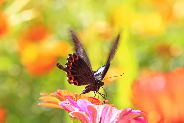 Schmetterlinge fliegen — Stockfoto