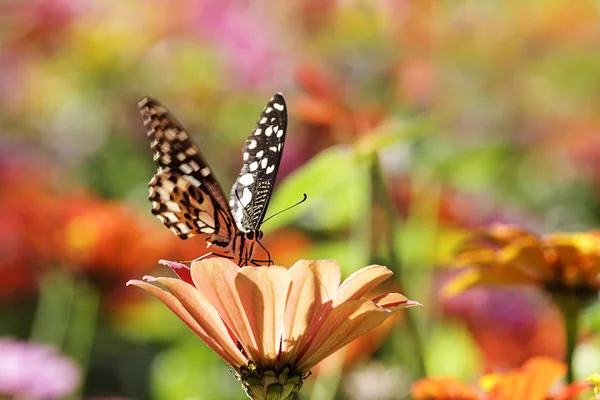 Vlinders vliegen — Stockfoto