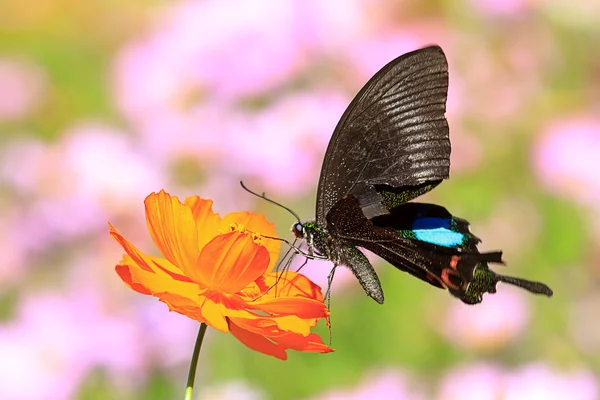 Butterflies flying — Stock Photo, Image