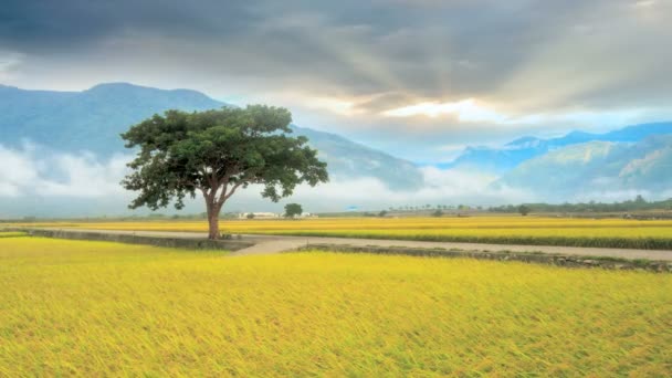 Time lapse of Beautiful paddy place — Stock Video