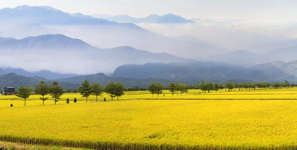 El lapso de tiempo de Hermoso lugar de arroz —  Fotos de Stock