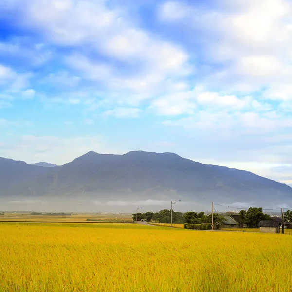 时间流逝的美丽稻田的地方 — 图库照片
