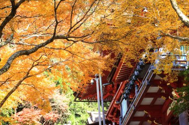 sonbahar bir Japon bahçesi ile akçaağaç