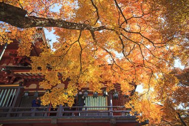 sonbahar Japon bahçesi