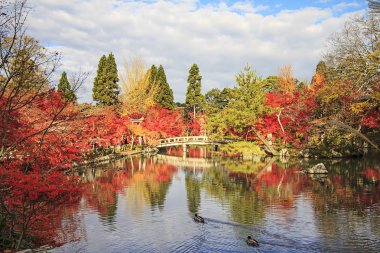 sonbahar Japon bahçesi