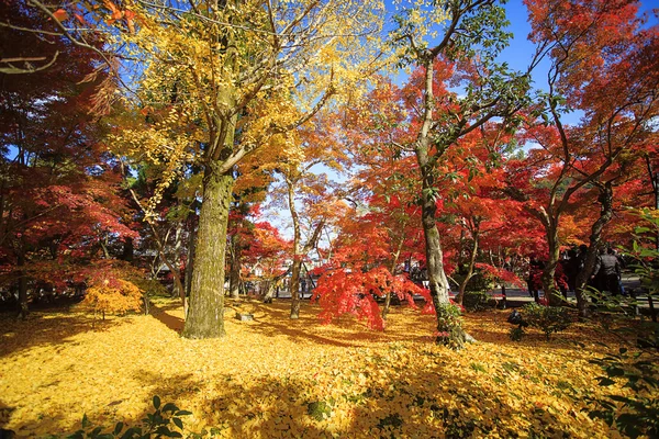 Autumn Japanese garden — Stock Photo, Image