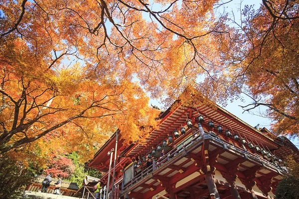 Höstens japansk trädgård med lönn Stockfoto