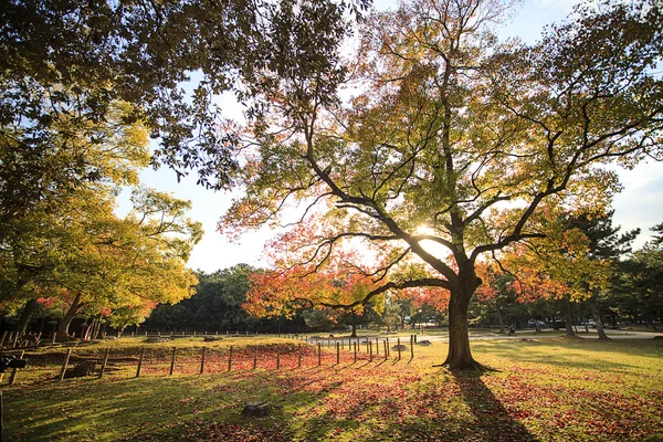 Mooie esdoorn in de herfst — Stockfoto