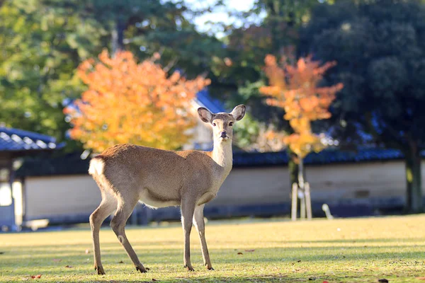 素敵な背景と鹿 — ストック写真