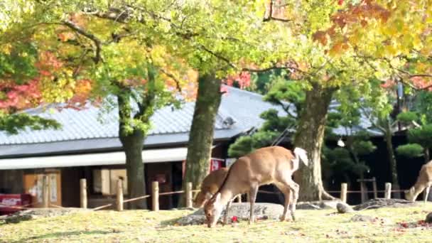 Deer with nice background — Stock Video