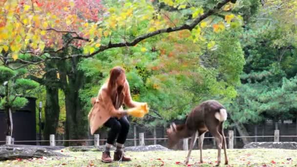 Nara é um importante destino turístico — Vídeo de Stock