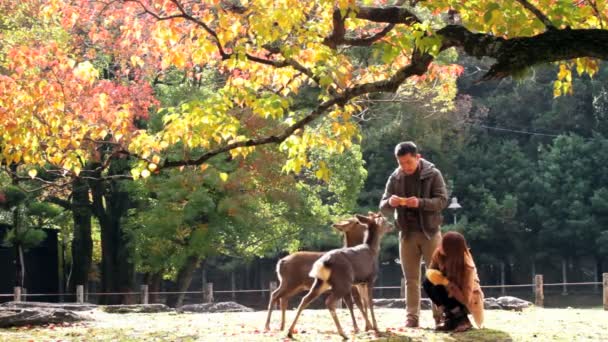 Nara is een grote toeristische bestemming — Stockvideo