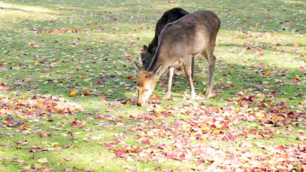 Cerf avec un beau fond — Video