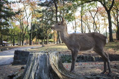güzel arka plan ile geyik