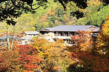 sonbaharda güzel akçaağaç